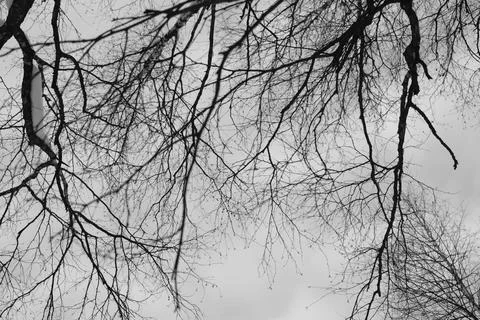 Branch of tree silhouette on white background. black and white photo. Stock Photos