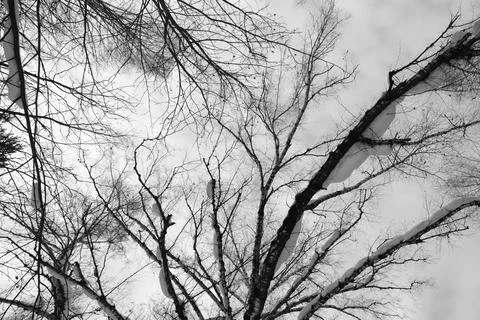Branch of tree silhouette on white background. black and white photo. Stock Photos