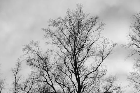Branch of tree silhouette on white background. black and white photo. Stock Photos