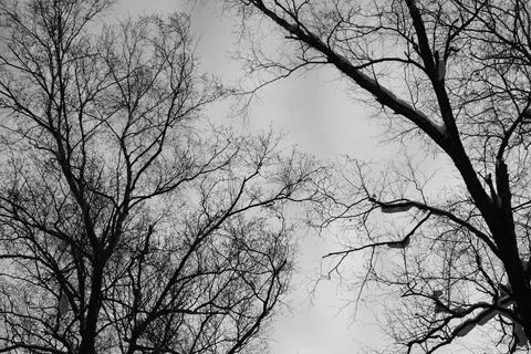 Branch of tree silhouette on white background. black and white photo. Stock Photos
