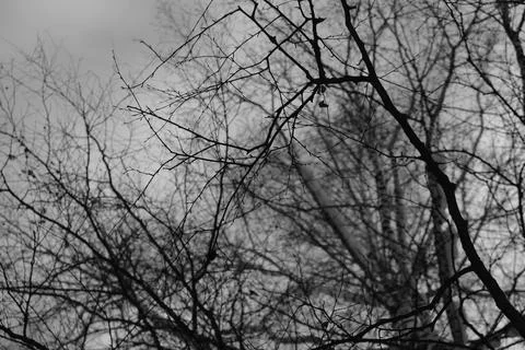Branch of tree silhouette on white background. black and white photo. Stock Photos