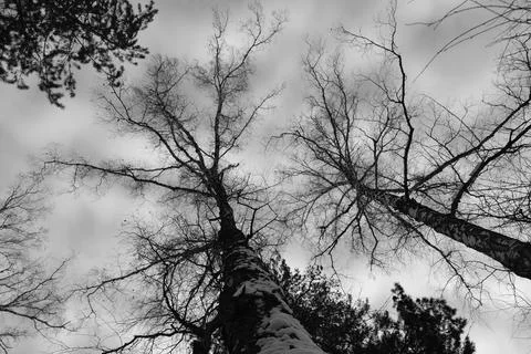 Branch of tree silhouette on white background. black and white photo. Stock Photos