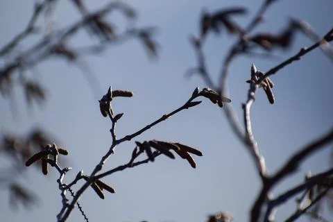 Branch of the tree in the sky Stock Photos
