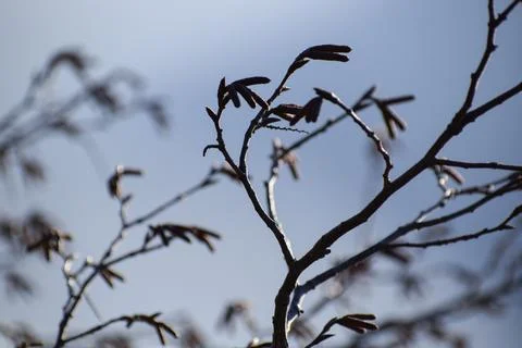 Branch of the tree in the sky Stock Photos