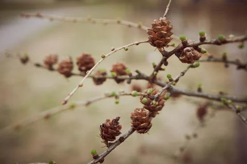 A branch of a tree with small cones in the spring leaves begin to bloom Stock Photos