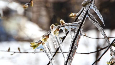 Branch of a tree with small leaves and kidneys, covered with ice. Stock Footage 74581727