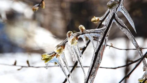 Branch of a tree with small leaves and kidneys, covered with ice. Stock Footage 74581973