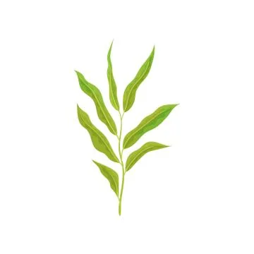 Branch of tree with small willow leaves. Fresh twig with green foliage. Nature Stock Illustration