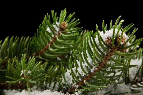 Branch of a tree in the snow on a black background close-up Stock Photos