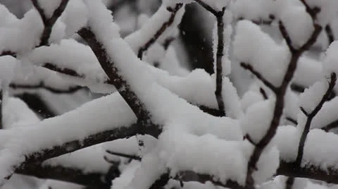 Branch of a tree in the snow, it is snowing Video stock 25877274