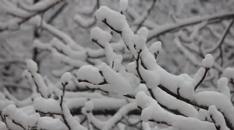 Branch of a tree in the snow, it is snowing Видео 25877332