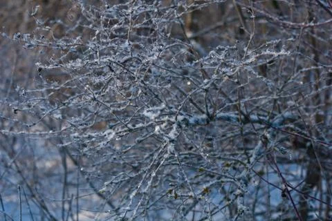 Branch of a tree in the snow. Stock Photos