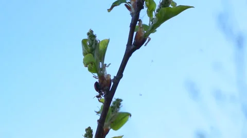 Branch of a tree in spring with creeping spiders. Stock-Footage 49163946