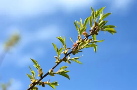 Branch of a tree in spring Stock Photos