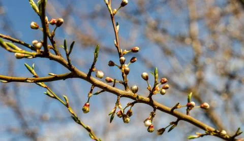 Branch of a tree in spring Stock Photos