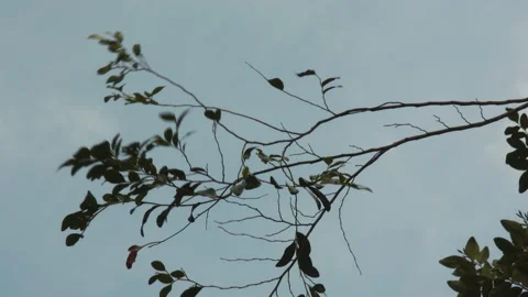 The branch of the tree stagger in the wind. Spring weather Video stock 138693593