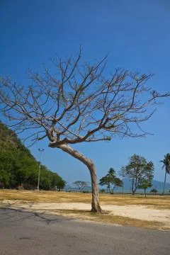 Branch tree standing alone Stock Photos