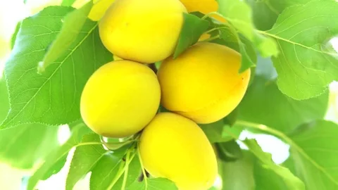 Branch of a tree studded with apricot fruit Vidéo 79874745