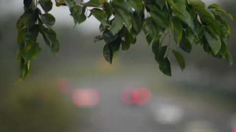 Branch of Tree swaying, with Road in the Background Video stock 37592928