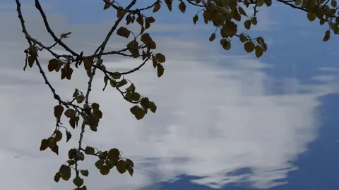 Branch of a tree swaying in the wind by the lake Video stock 241590491