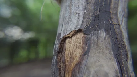 Branch tree trunk brown green close slow Stock Footage 184809365