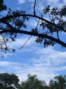 Branch of a Tree Under a Cloudy Sky Stock Photos