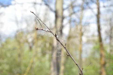 A branch of a tree in a web Stock Photos