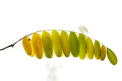 A branch of a tree on white background Stock Photos
