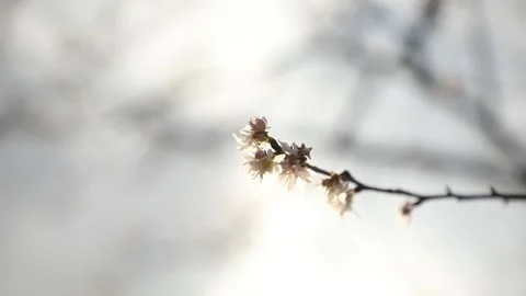 Branch of a tree, white flower on the branch Stock Footage 310355575