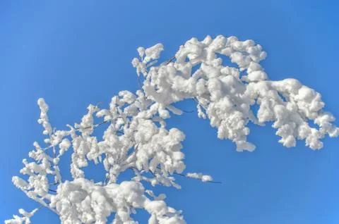 Branch of a tree in winter after a snowfall Stock-Fotos