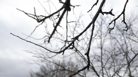 Branch of tree without leaves and flowers in autumn against gray sky Stock Footage 226906330