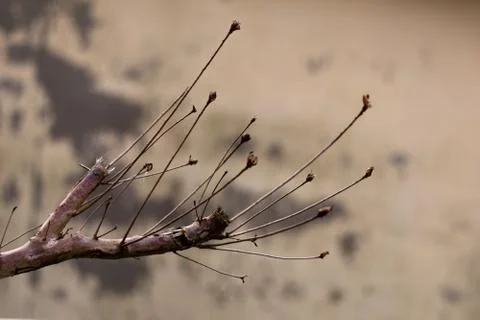 A branch of a tree without leaves Stock Photos