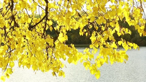  Branch of a tree with yellow leaves against the background of a lake and autumn Stock Footage 80912883