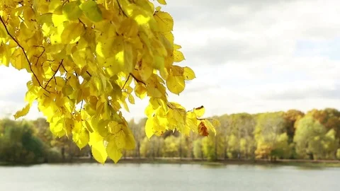  Branch of a tree with yellow leaves against the background of a lake and autumn Stock Footage 80912890