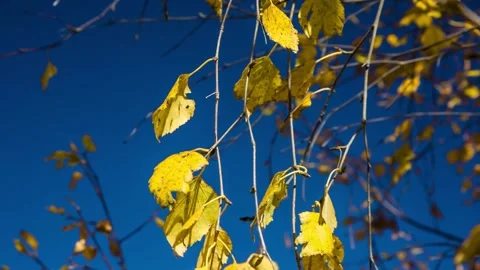Branch of a tree with yellow leaves against a blue sky Stock Footage 158458487