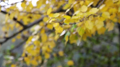 Branch of a tree with yellow leaves Stock Footage 31857333