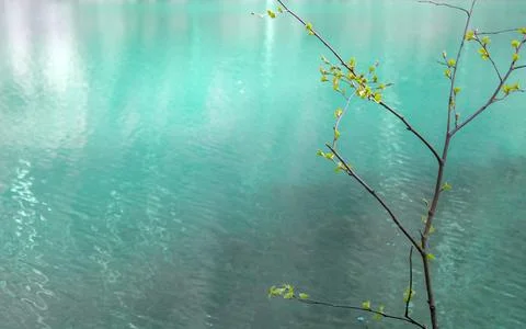 Branch of a tree with young buds on a background of blue water. Copy space. Stock Photos
