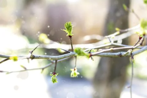 A branch of a tree with young green spring leaves blooming. Stock Photos