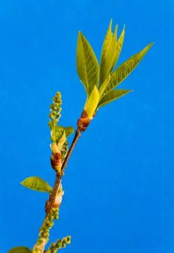 Branch of a tree with young leafs on a blue background. Stock Photos