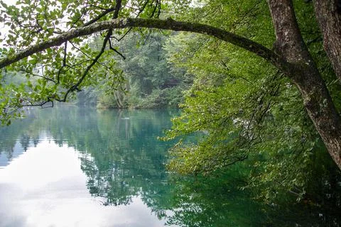 A branch of trees in the form of an arch over a turquoise lake. Frame. Landscape Stock Photos