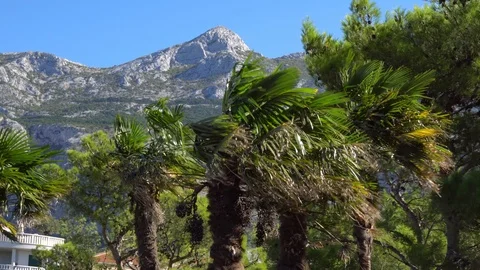 Branch of tropical palm trees on the beach with mountains in the background Stock Footage 101099529