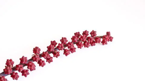 Branch of tropical tree with red berries on white background Stock Photos