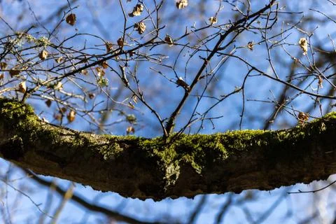 Branch with twigs 库存照片