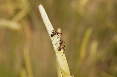 Branch with two ants in selective focus Stock Photos