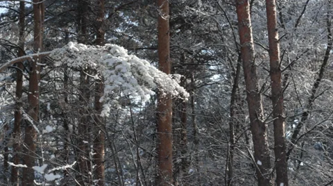 Branch under snow Stock Footage 37110111