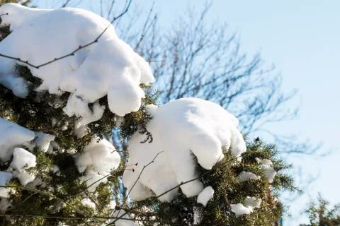 Branch under snow Stock Photos