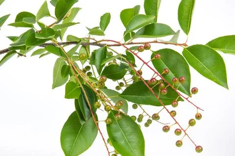 Branch of an underutilized bird cherry on an isolated white background. Stock Photos