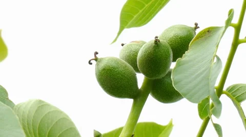 A branch with unripe nuts Stock Footage 51533478