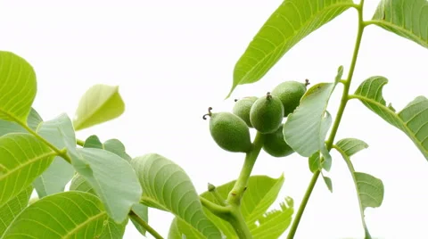 A branch with unripe nuts Stock Footage 51533854
