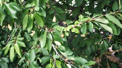 Branch of a very green Cherry tree Stock Footage 101347170